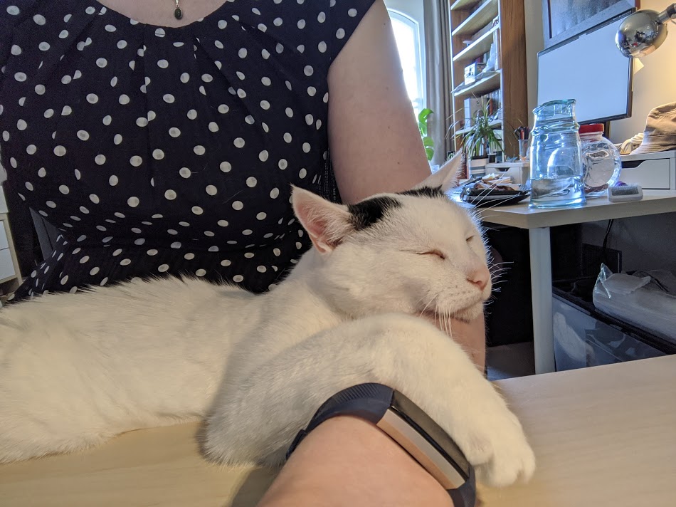 Photo of me sitting at my desk with Shiro (my cat) draped over my arm, preventing me from working.